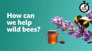 How can we help wild bees bbc learning english.  Beth OK.  Are you flourishi...