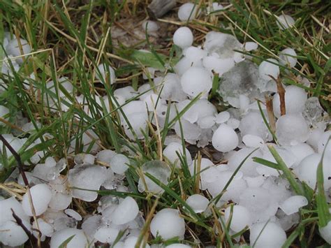 How can you protect your garden from Denver's upcoming storm?