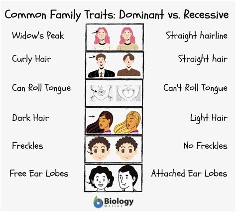 How can you tell which features are dominant in a family?