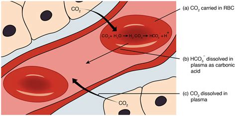 How carbon dioxide is transported in blood