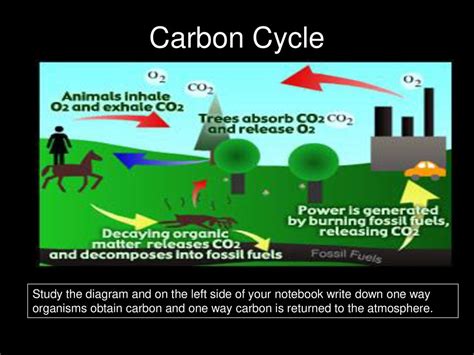 How carbon is obtained