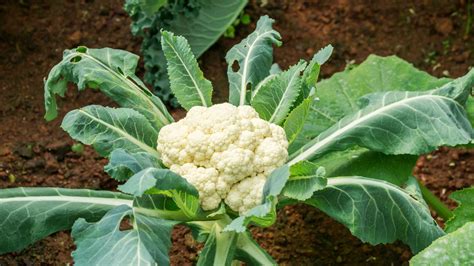 How cauliflower is grown