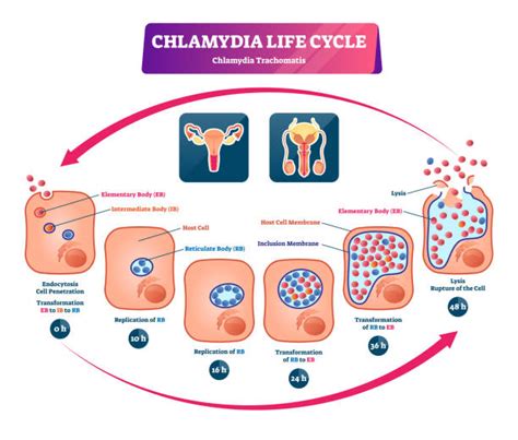 How chlamydia is transmitted
