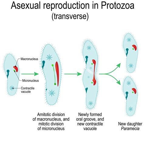 How close are we to asexual reproduction in humans