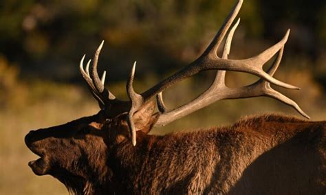 How close is too close when it come to elk-watching in Estes Park?