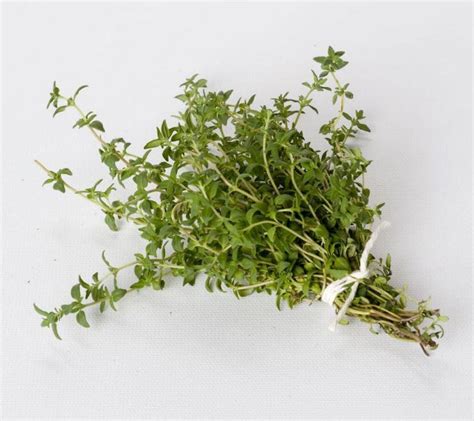 How cold can German thyme tolerate? - remodelormove.com