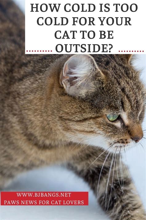 How cold is too cold for cats. Generally speaking, an outdoor cat should not be left outside in temperatures lower than 50-60°F (10-15°C) unless there are ways of keeping warm. On the flip side, for indoor cats, the room temperature should not go below 45°F (7.2°C). Temperatures that are too cold for us are too cold for our beloved felines as well. 