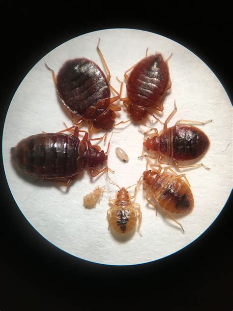How common are bed bugs. Jan 30, 2024 ... Is Kentucky a “hot spot” for bed bug activity? Online mattress retailer MattressNextDay recently looked at Google searches to determine the ... 