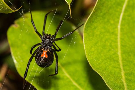 How common are black widow spiders in Denver?
