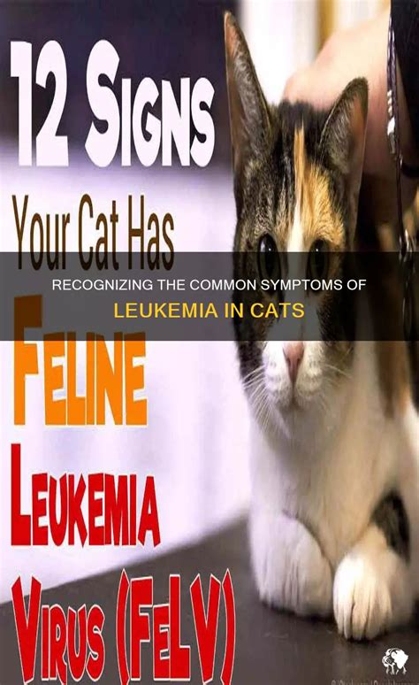 How common is cat leukemia