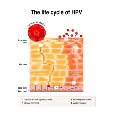 How common is hpv