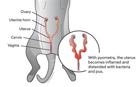 How common is pyometra