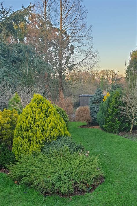 How conifers can transform your year-round garden