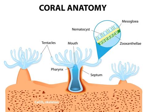 How coral is formed