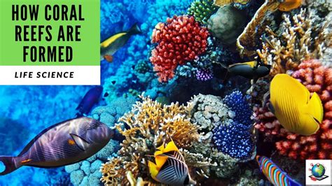 How coral is made