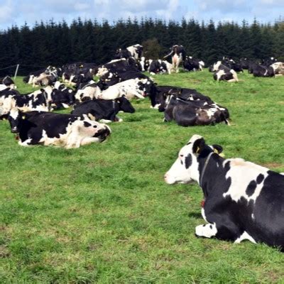 How dairy farmers could reduce carbon emissions CIEL