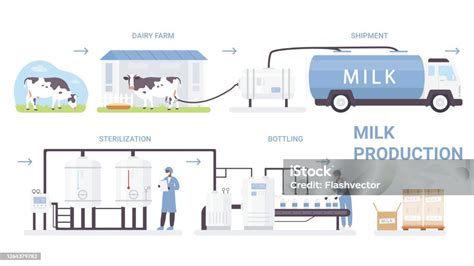 How dairy milk is made in factory