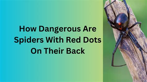 How dangerous are spiders with red dots on their backs? - Quora