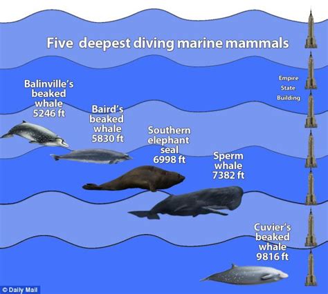 How deep can whales dive. Deep-diving whales suffer from the bends. Sperm whales can suffer a chronic loss of bone tissue from the bends, a painful condition well-known to human divers. A sperm whale lies on a beach with ... 