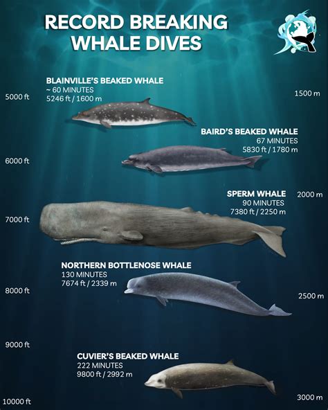 How deep do whales dive. That just-so story might explain why giant squid live at depth, and how sperm whales are able to dive that deep to find them. Humans hunted sperm whales heavily from the 1700s to the middle 1900s and reduced their numbers possibly to a third what they were historically. Fewer whales would mean less predation pressure on giant squids. 