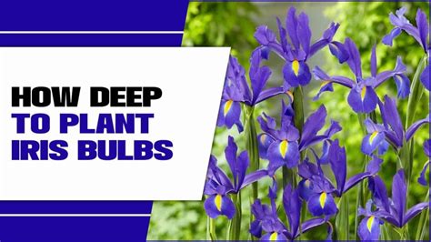 How deep should iris bulbs be planted