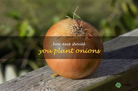 How deep should onions be planted