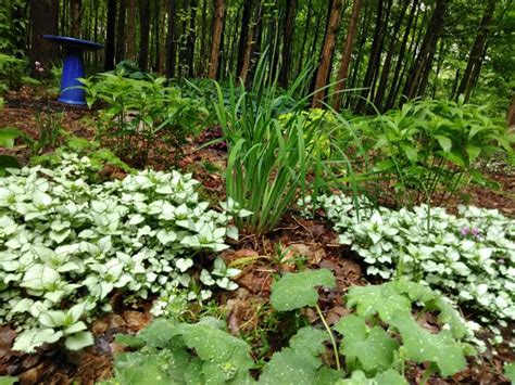 How deep should rocks be to prevent weeds? - Quora