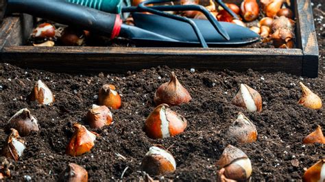 How deep to plant tulips in ground