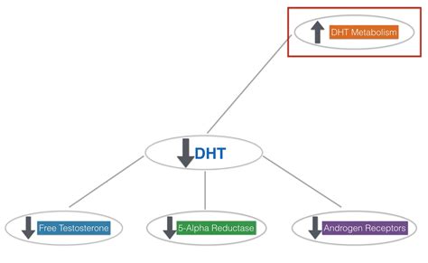 How dht increase in body
