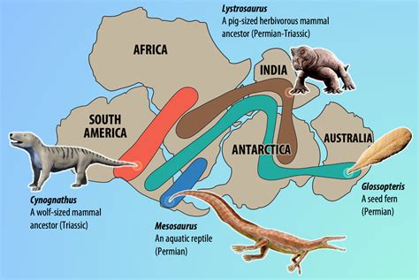 How did Alfred Wegener support his theory about plate tectonics …