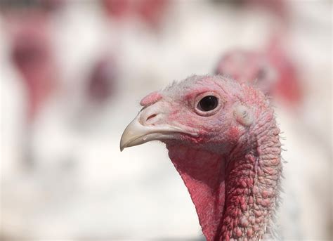 How did Minnesota become the nation’s top turkey state?