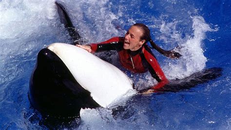 It marked the third time the animal had been involved in a human death. PICTURES: Dawn Brancheau SeaWorld Trainer Killed The whale, named Tilikum, apparently grabbed Brancheau by her long ponytail ...