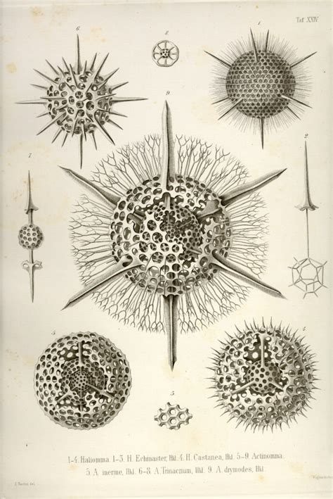 How did ernst haeckel die