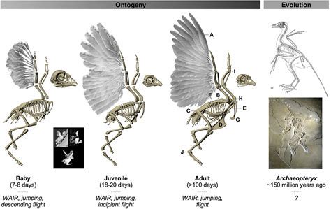 How did gliding evolve