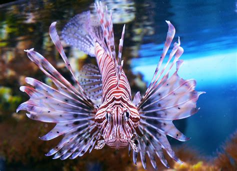 How did lionfish get to Florida? – KnowledgeBurrow.com