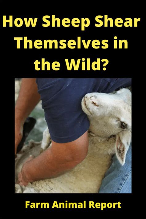 How did sheep survive in the wild without being sheared?