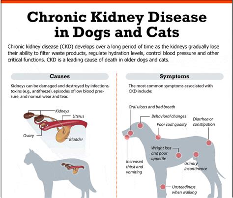 How do I get my dog to eat with kidney failure? - Mi Dog Guide