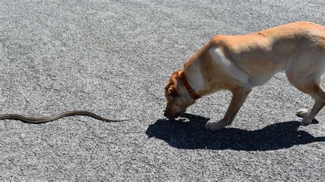 How do I keep my dog safe from snakes this summer? Training …