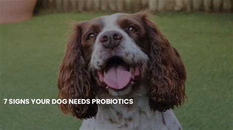 How do I know if my dog needs probiotics? - Mi Dog Guide