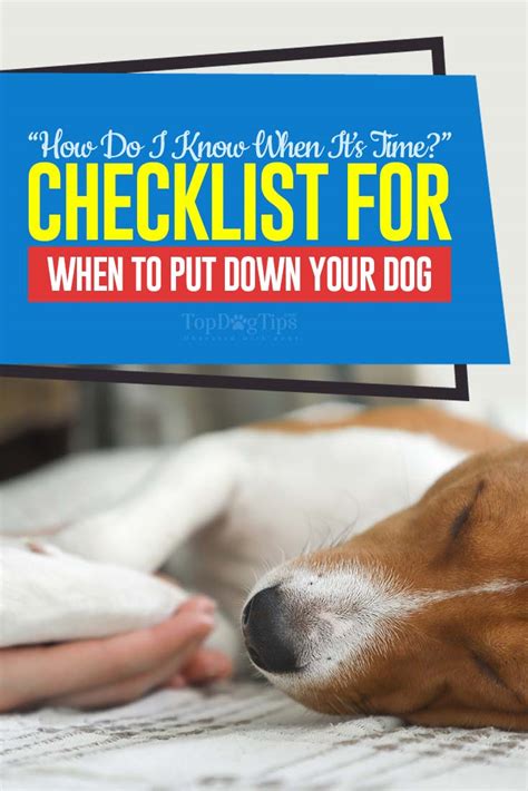 How do I know when to put my dog down? - Mi Dog Guide