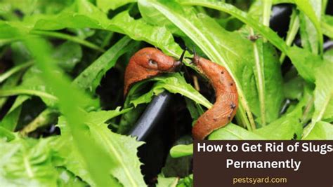 How do I permanently get rid of slugs? - ibetha.dixiesewing.com