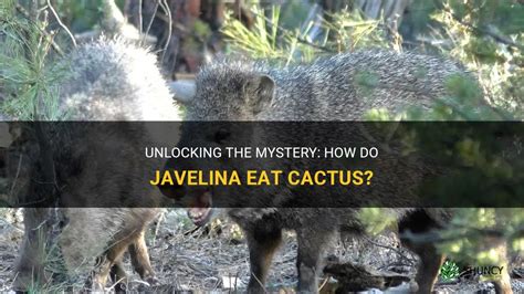 How do Javelinas eat cactus? - Answers