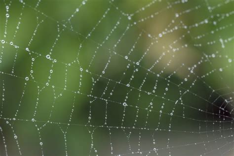 How do Spiders Make Their Webs A Simple Explanation