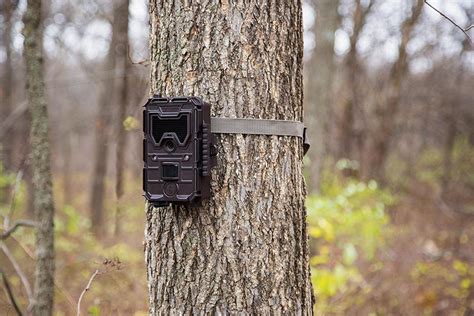 How do Trail Cameras Work An Overview and Tips for Effective Usage