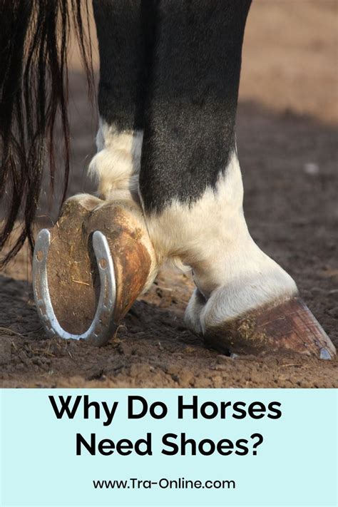 How do Wild Horses Naturally Trim their Hooves - A Guide to ...