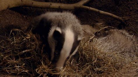 How do badger survive? – Short-Fact