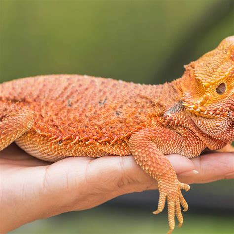 How do bearded dragons get their name? - Answers