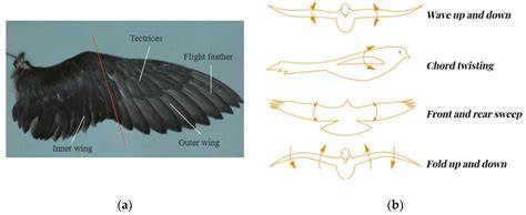 How do bird wings create lifts