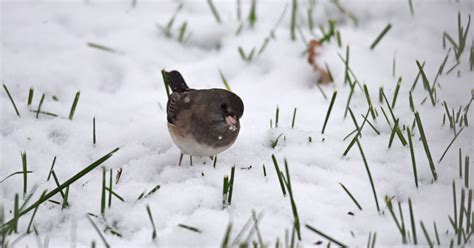 How do birds keep warm in the winter? U.S. Fish & Wildlife Service