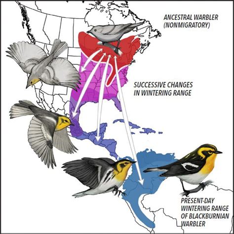 How do birds prepare for long migrations? All About Birds